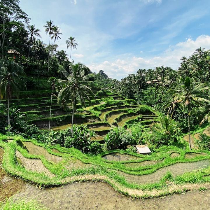 Rice terraces in Bali